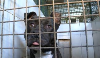 SPA La Louvière: une journée sur le bien-être animal