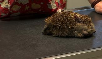 Conseil véto n°5: que faire avec un hérisson?