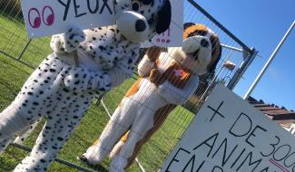 La Louvière : action choc de la SPA