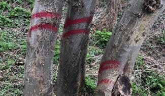 Canal historique : 41 arbres seront abattus 