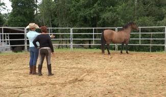 Buvrinnes : un stage pour apprendre