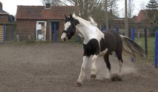 Le monde équestre impacté par le Covid-19