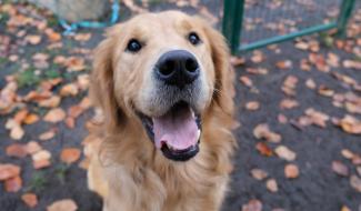 Opération violettes : pour financer des chiens d'assistance