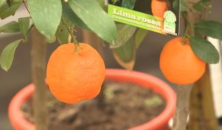 Jardinage : réouverture complète de la jardinerie de Carnières