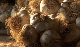 Bois-d'Haine : 1,5 tonne d'ail à distribuer 