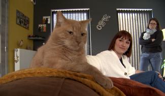 Morlanwelz : une famille d'accueil pour les chats