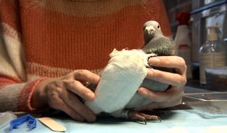 Morlanwelz : ils sauvent les oiseaux 