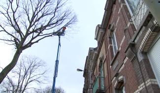 La Louvière: abattage d'un arbre suite à la tempête.
