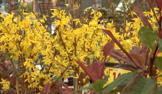 Carnières: la Jardinerie vous aide à penser à votre jardin 