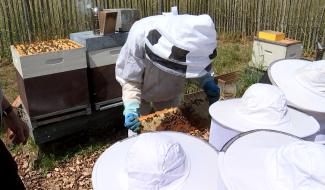 Ecaussinnes: ce dimanche 26 juin, fête de l'abeille au rucher communal