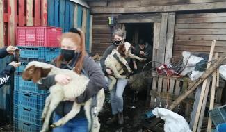 Bracquegnies : que sont devenus les animaux abandonnés ? 