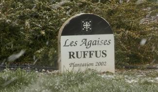 Haulchin : le gel menace les vignes