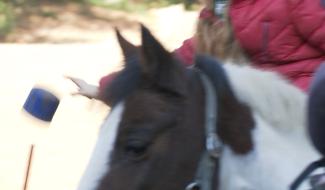 Waudrez : hippothérapie en péril