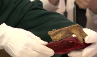 Le Roeulx: on a ouvert la châsse de Saint-Feuillien