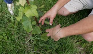Ecaussinnes : patience pour les vendanges