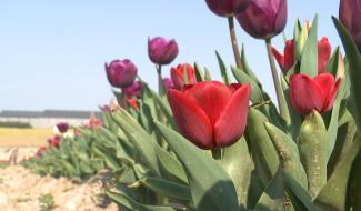 Rouveroy : Des tulipes colorées qui redonnent le sourire 
