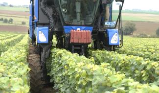 Ruffus : c'est déjà la fin des vendanges