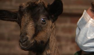 Petit-Roeulx : découverte de la Cantine aux Chèvres