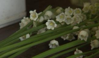 Braine-le-Comte : préparatifs pour le muguet du 1er mai