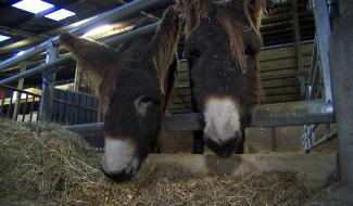 Froid : les soins dans un parc animalier