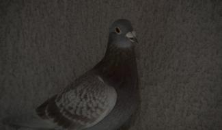 Froid : comment prendre soin des pigeons