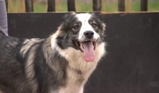 Ecaussinnes au top en matière de bien-être animal