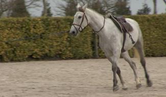 La Louvière : projet d'un pôle équestre au parc Boël