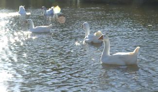 Braine-le-Comte: des oies trop nombreuses aux étangs Martel.