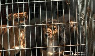 Centre: saisie de chiens et chats