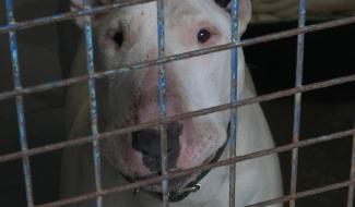 Coronavirus : Appel à l'aide de la S.P.A. de La Louvière