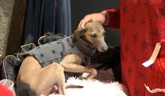 Binche : salon du bien-être animal