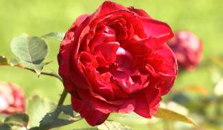 Le Roeulx : les roses à l'honneur ce week-end