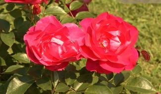 Le Roeulx : Concours international de Roses nouvelles