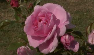 Le Roeulx : la rose à l’honneur