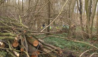 Ecaussinnes : opération de débroussaillage sur la ligne 106
