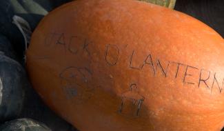 Ecaussinnes : la culture du potiron