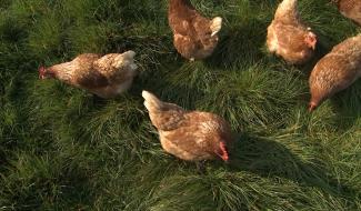 Mignault : 450 poules à l’air libre