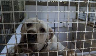 La Louvière : la SPA confrontée à une diminution des adoptions