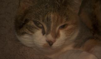 La Louvière : une aide pour les animaux de personnes en précarité