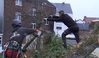 La Louvière : les entreprise d'élagage fortement sollicitées