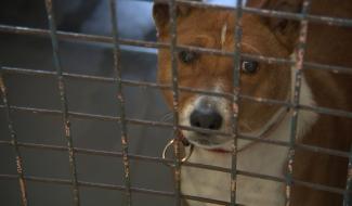 Les Refuges pour animaux de nouveau accessible au public.