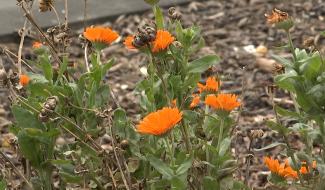 Ecaussinnes : adopter un coin vert pour embellir son quartier 