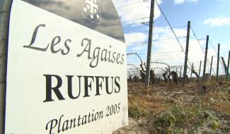 Vignoble des Agaises : entre gel et coronavirus