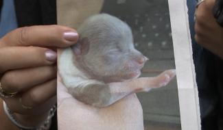 Houdeng : un chiot enterré vivant 