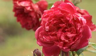 Le Roeulx : concours international de roses nouvelles 