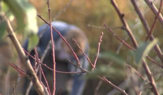 Un jardin tout beau même durant l'hiver