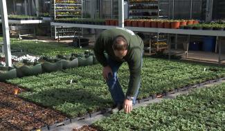 Coronavirus : l'horticulture menacée 