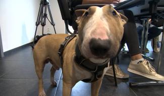 Binche : les animaux à l'honneur