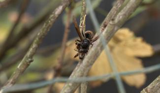 Le frelon asiatique, destructeur d'abeilles 