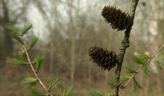 Manage : le parc des jésuites se prépare 